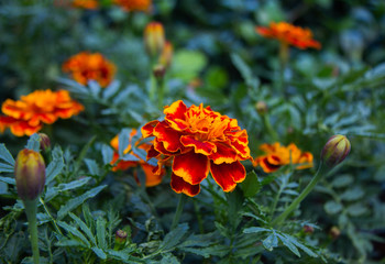 Fire flowers in a country flowerbed