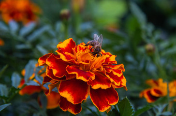 Fluffy bumblebee works on a flower