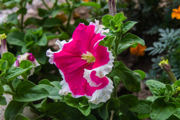 White-pink buttercup on a country flower bed