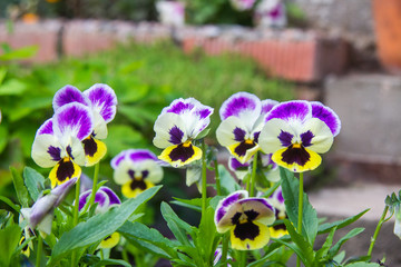 Multi-colored marigolds in a country flower bed