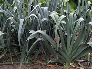 Obraz premium Porree im Gemüsebeet