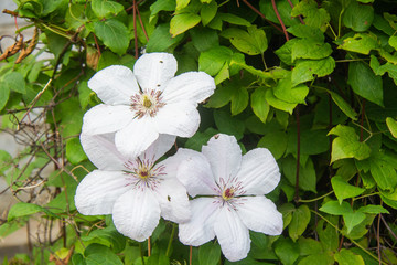 White climates on a country flower bed