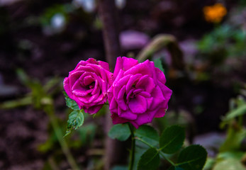 Nice pair of pink roses in a country flowerbed