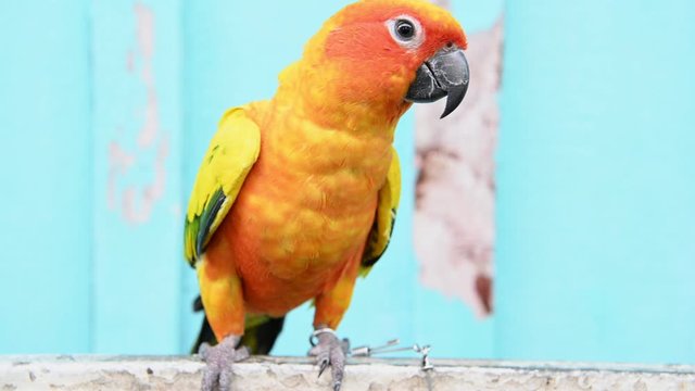 Sun Conure parrot bird in human house as pet relax and rest on branch. Animal and Bird concept. 4 K Footage video