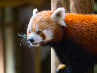 Fototapeta premium Panda Roux