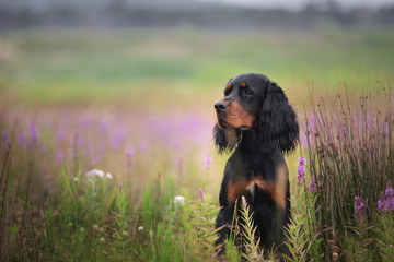 Profile portrait of Black and tan setter gordon dog sitting in the field in summer