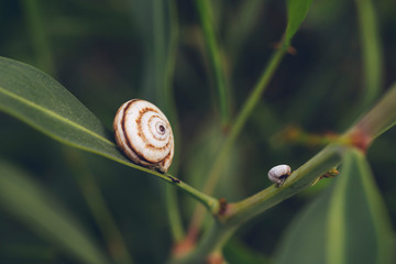 Little snail shell on the green leaf