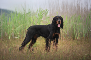 Gorgeous Black and tan setter gordon dog standing in the grass in summer