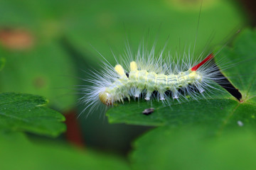 Buchenstreckfuß