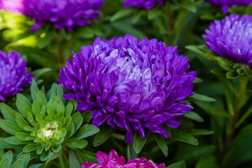 Aster flowers (aster, Michaelmas daisy) in green background. Colorful multicolor aster flowers annual plant. Close up of aster flower garden bed in autumn garden.