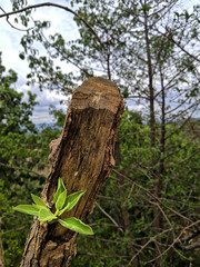 The young tree shoots are growing after broken stems