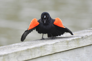 Red Winged Blackbird (Agelaius phoeniceus) acting aggressively