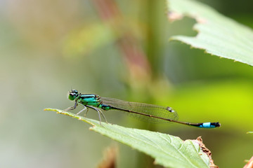 Große Pechlibelle