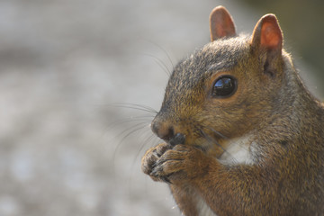 Naklejka na ściany i meble Eastern Grey Squirrel (Sciurus carolinensis) eating close-up