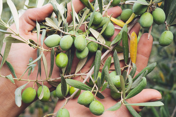 Close up view of an olive pickers' hand picking ripe olives from a tree