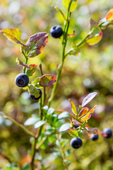 Branches with fresh blueberry on the background of the forest. Picking berries in the forest. Fresh blackberries.