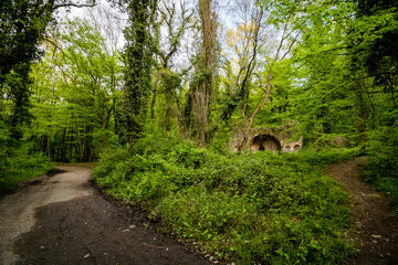 a path and wrecked church in the forest