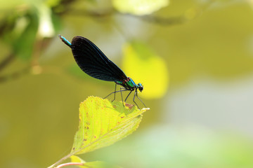 Blauflügel Prachtlibelle