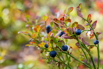 Branches with fresh blueberry on the background of the forest. Picking berries in the forest. Fresh blackberries.