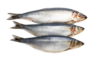 Set of fresh whole herring fish isolated on white