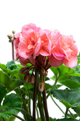 Colorful Salmon Geranium flower isolated on white