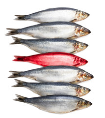 Concept showing traditional english red herring idiom