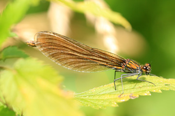 Blauflügel Prachtlibelle