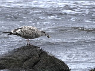 Great black-backed gull with crab