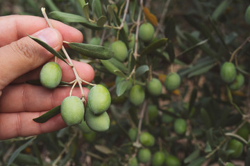 Close up view of an olive pickers' hand picking ripe olives from a tree