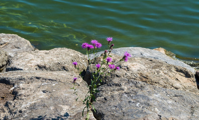 blooming plant in a middle of stones by water