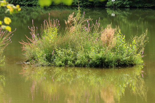 Bewachsene Insel im Marbachstausee