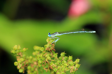 Blaue Federlibelle