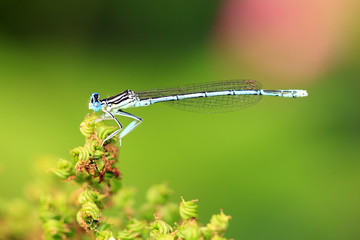 Blaue Federlibelle