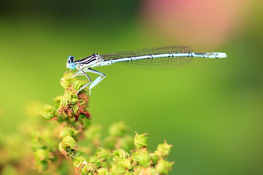 Blaue Federlibelle