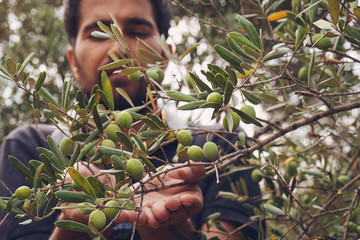 Close up view of an olive pickers' hand picking ripe olives from a tree