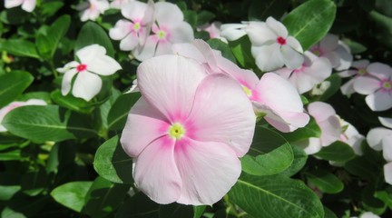 Beautiful pink periwinkle flowers in Florida zoological garden, closeup