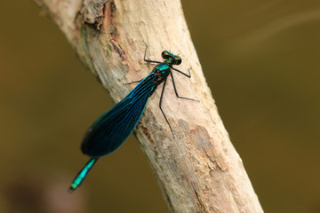 Blauflügel Prachtlibelle
