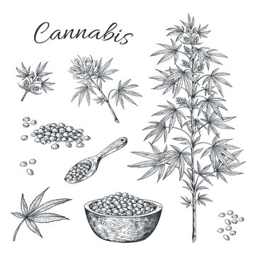 Hand drawn cannabis. Hemp plant with seeds leaves and cons, vintage black ink line sketch of marijuana. Vector artwork illustration contour cannabis isolated on white background