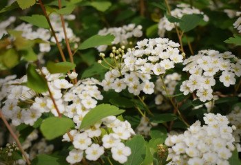 white flowers