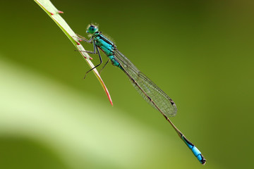 Große Pechlibelle © Eileen Kumpf