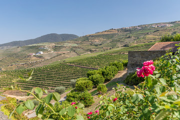 Vallée du Douro, Portugal