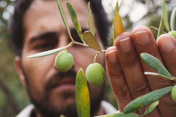Close up view of an olive pickers' hand picking ripe olives from a tree