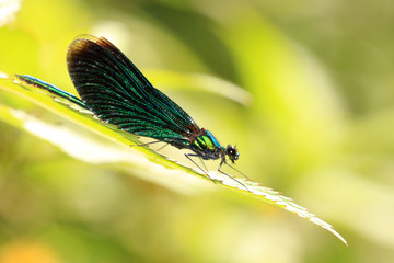 Blauflügel Prachtlibelle
