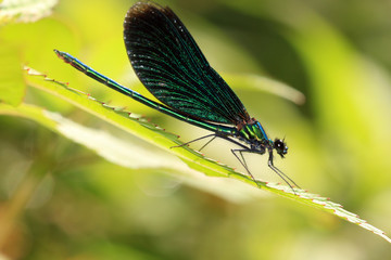 Blauflügel Prachtlibelle