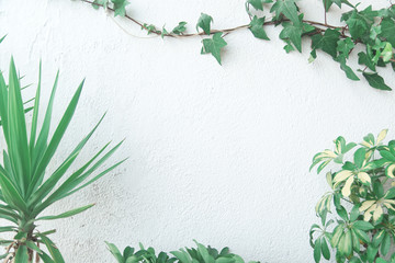 Green foliage with palm, ivy and plants against a white wall background. Frame composition with empty copy space for Editor's text.