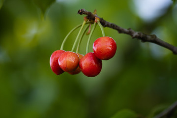 cherries on tree