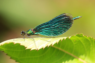 Blauflügel Prachtlibelle
