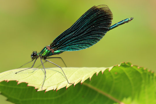 Blaufl&uuml;gel Prachtlibelle