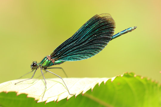 Blaufl&uuml;gel Prachtlibelle