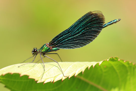 Blaufl&uuml;gel Prachtlibelle